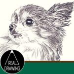 リアルな絵の描き方-チワワ犬書き方サムネイル