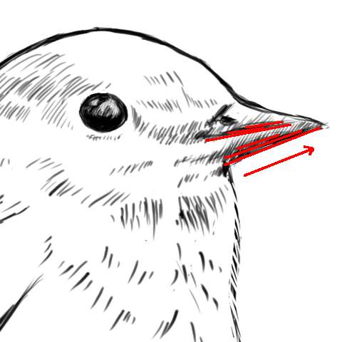 リアルな絵の描き方 小鳥の描き方10 2 ３度見される絵を描こう リアル絵の描き方