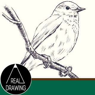 リアルな絵の描き方 小鳥の書き方サムネイル ３度見される絵を描こう リアル絵の描き方