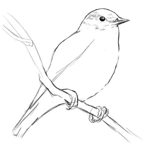 リアルな絵の描き方-小鳥の描き方10