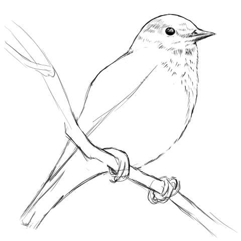 リアルな絵の描き方-小鳥の描き方11