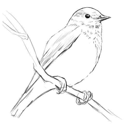 リアルな絵の描き方-小鳥の描き方12