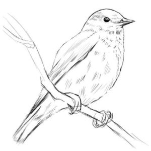 リアルな絵の描き方-小鳥の描き方13