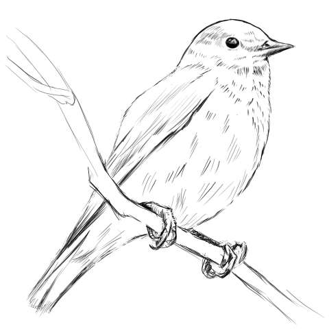 リアルな絵の描き方-小鳥の描き方14