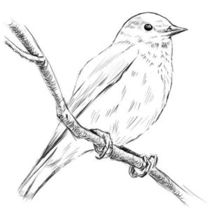 リアルな絵の描き方-小鳥の描き方15
