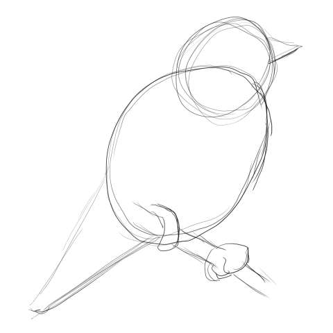 リアルな絵の描き方-小鳥の描き方2