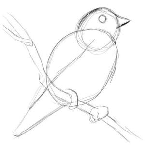 リアルな絵の描き方-小鳥の描き方4