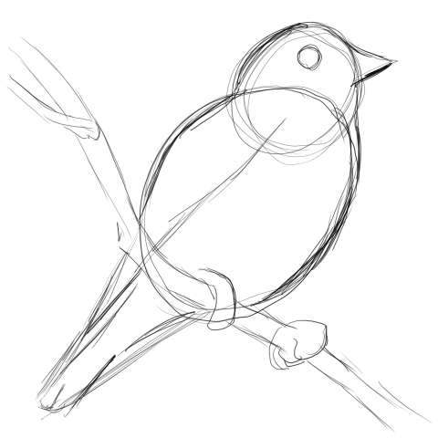 リアルな絵の描き方-小鳥の描き方5