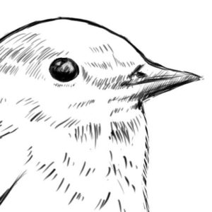 リアルな絵の描き方-小鳥の描き方8-2