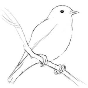 リアルな絵の描き方-小鳥の描き方9