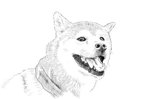 なぞり絵ｰ柴犬の描き方